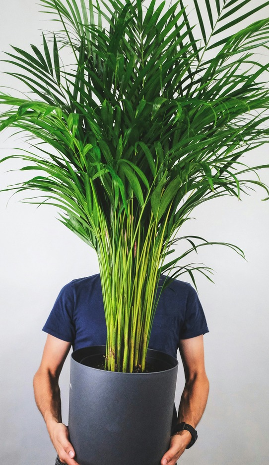 man holding a potted areca palm - Pet Friendly Plants