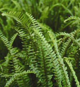 zoomed in photo of boston fern foliage