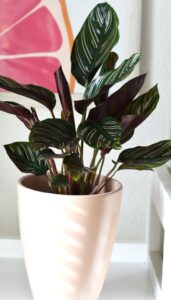 calathea in pot