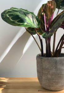 portrait of a potted calathea