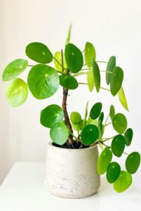 Chinese Money Plant in a white pot