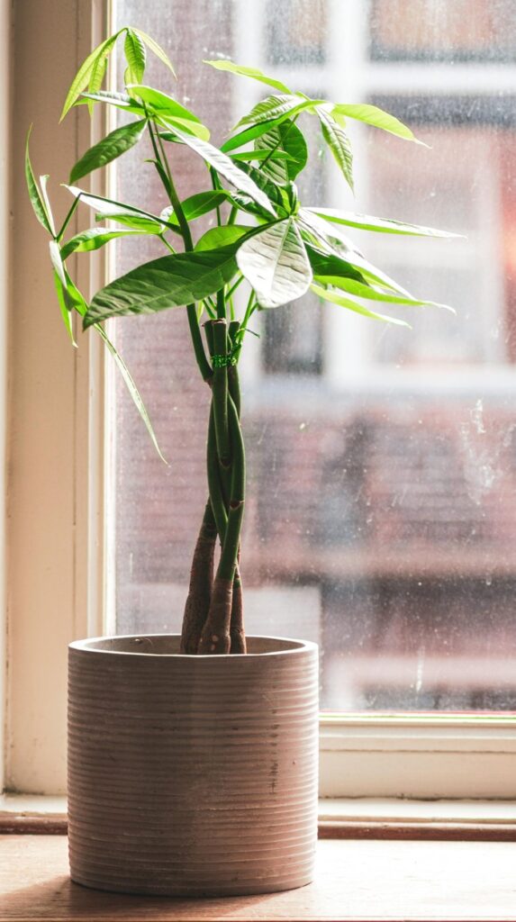 money tree plant in a pot - Pet Friendly Plants