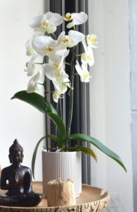 white orchid in a pot