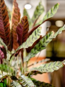 rattlesnake plant