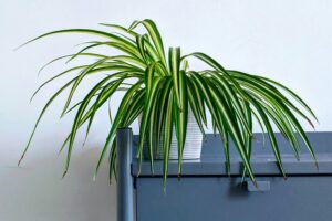 Spider plant on gray desk