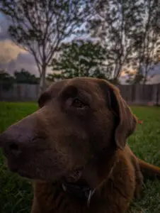 brown lab looking away from camera while sitting on grass