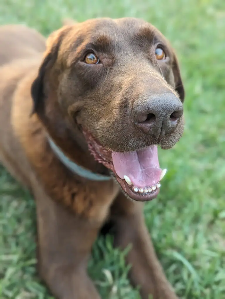 Meows & Woofs's brown lab enjoying the outdoors with a smile.