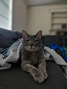 gray male cat staring at camera while covered by a blanket on couch