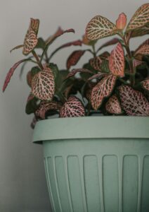 nerve plant (fittonia) in a pot