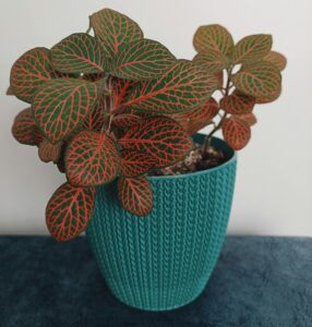 nerve plant (fittonia) in a pot