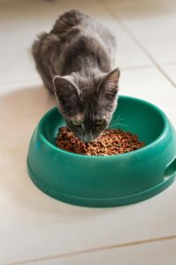 cat essentials: gray cat eating dry food in a green cat bowl