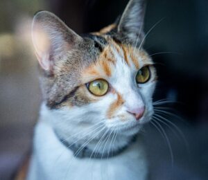 tabby cat with a cat collar on