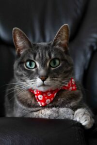 gray-tabby-with-christmas-collar